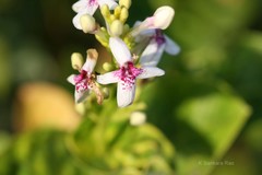 Pseuderanthemum reticulatum